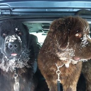 Meet your Posher, Hazel